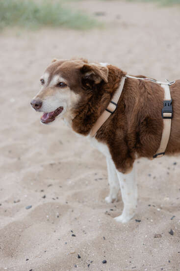 Ein braun-weißer Hund mit einem beigen Geschirr steht auf sandigem Boden, sieht zufrieden und aufmerksam aus, hat das Maul leicht geöffnet und genießt die Natur.