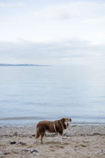 Ein braun-weißer Hund steht an einem Sandstrand und schaut in die Kamera. Ruhiges Wasser und ein bewölkter Himmel sorgen im Hintergrund für eine friedliche, gelassene Atmosphäre.
