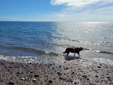 Ein Hund steht am Rand eines felsigen Strandes und blickt unter einem strahlend blauen Himmel mit vereinzelten Wolken auf das glitzernde Meer hinaus. Eine friedliche Szene.