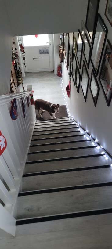 Ein braun-weißer Hund steht am Fuße einer Treppe, die mit Lichterketten, Bilderrahmen und Weihnachtsschmuck geschmückt ist, direkt neben der Haustür. Eine gemütliche Wohnszene.