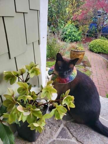 Un gato negro con un collar de colores está sentado en un patio de piedra junto a una maceta verde, con un jardín y un camino de ladrillos al fondo.
