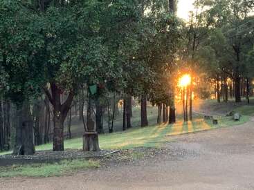 Sunlight streams through tall trees in a tranquil forest, illuminating green grass and a winding dirt path. Colorful flags hang from a tree, creating a peaceful atmosphere.