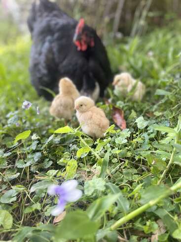 A black hen watches over her fluffy yellow chicks as they explore green grass dotted with small purple flowers, creating a peaceful and nurturing spring scene.
