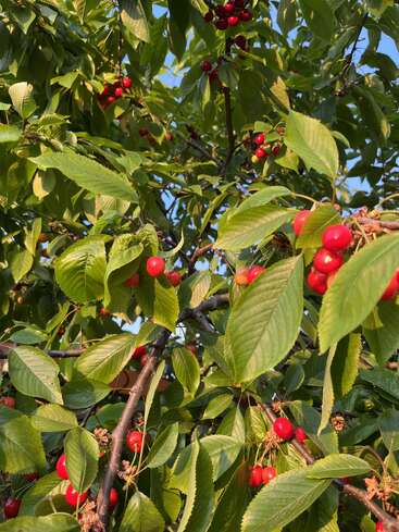 Esta imagen muestra un frondoso cerezo con hojas de un verde intenso y racimos de cerezas de un rojo brillante, bañado por la cálida luz del sol bajo un cielo azul y despejado.