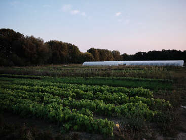 Hileras de cultivos verdes crecen en un campo al atardecer. Una larga estructura blanca de invernadero se encuentra al fondo, rodeada de árboles y vegetación natural.
