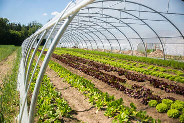Esta imagen muestra un invernadero con hileras de verduras de hoja verde creciendo en su interior. La estructura ayuda a proteger las plantas y a crear las condiciones ideales para un crecimiento saludable y productivo.