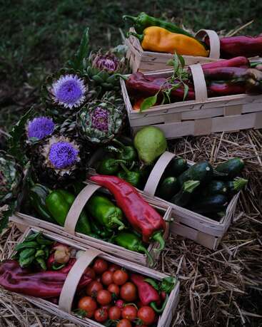 Cuatro cestas de madera llenas de verduras frescas —pimientos, tomates, calabacines— reposan sobre heno. Las flores moradas de alcachofa y el verdor aportan un toque rústico y vibrante al jardín.