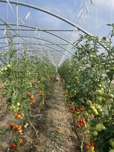 La imagen muestra hileras de plantas de tomate de colores vivos creciendo dentro de un túnel de invernadero. Hay tomates maduros rojos y verdes colgando, mientras una persona trabaja al fondo.