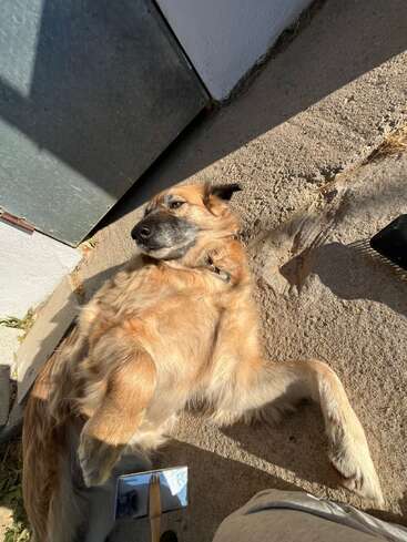 A fluffy brown dog lies on the sunlit concrete ground, looking content. A slicker brush and a person's leg are visible, suggesting the dog is being groomed.