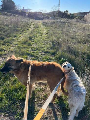 Two dogs on leashes walk along a grassy path in a sunlit field. One dog lovingly rests its head on the back of the other.