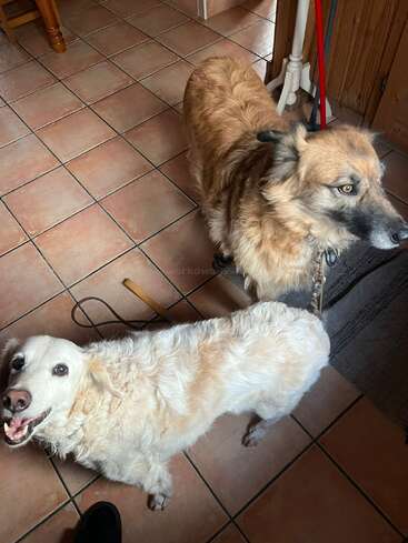 Two friendly dogs stand on a tiled floor indoors. One is cream-colored and smiling at the camera, while the other is fluffy, brown, and looking away.