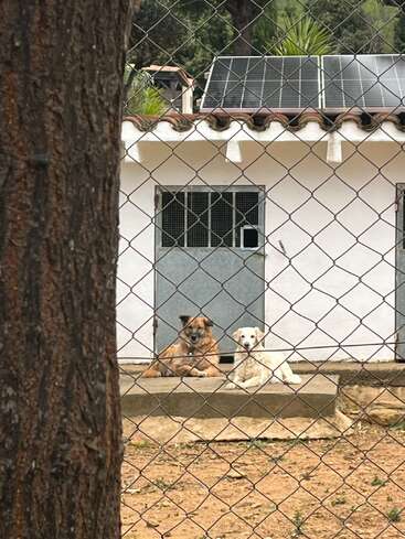 Two dogs, one brown and one white, lie together in front of a white building with solar panels. A wire fence and tree are visible.
