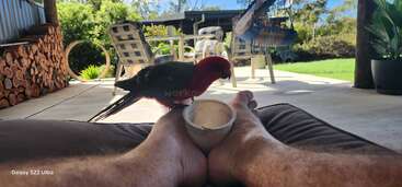 Eine entspannte Person sitzt draußen, die Beine ausgestreckt, und hält eine Tasse in der Hand, während ein leuchtend rot-schwarzer Papagei auf einer sonnigen Terrasse neugierig die Tasse mustert.
