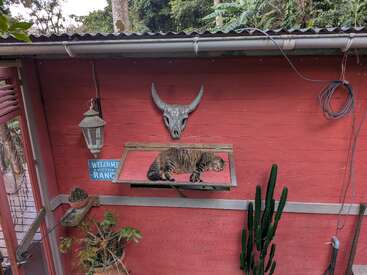 Un chat tigré se prélasse sur une corniche fixée à un mur en bois rouge orné d'un crâne décoratif, de plantes, d'une lanterne et d'un panneau indiquant « Bienvenue au Ranch ».