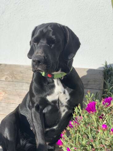 Un chien noir avec des marques blanches est assis paisiblement au soleil, les yeux fermés, à côté de fleurs violettes brillantes. Le banc en bois et le mur blanc créent un arrière-plan calme.