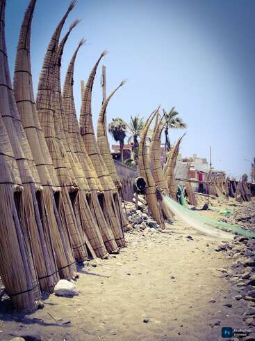 Traditional reed boats, called "caballitos de totora," are lined up on a sandy, rocky beach under a clear blue sky, with palm trees and buildings nearby.