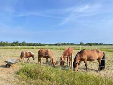 Quatre chevaux bruns paissent paisiblement dans un enclos herbeux sous un ciel bleu clair. Une brouette est posée à proximité, entourée de champs ouverts et d'arbres lointains.