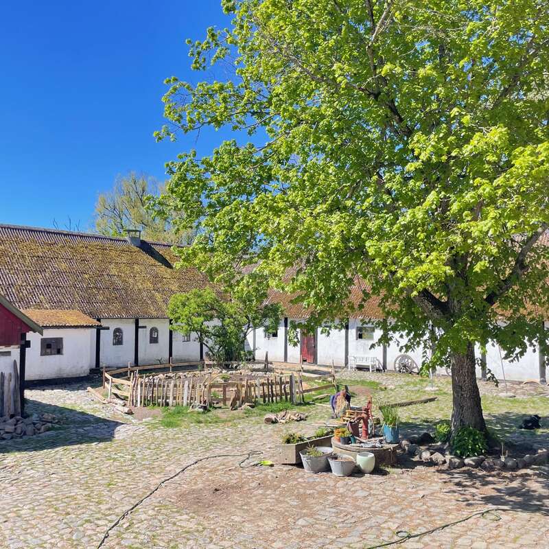 Une cour rurale ensoleillée avec un sol pavé, un grand arbre feuillu, des bâtiments rustiques blancs, des clôtures en bois et divers pots et plantes, évoquant une atmosphère de campagne paisible.
