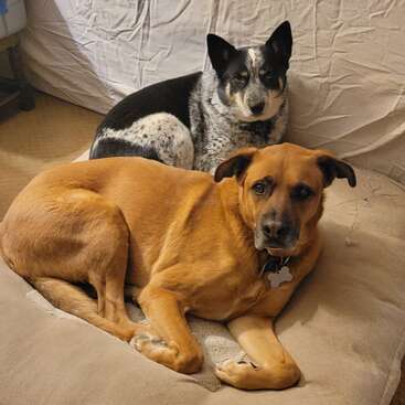 Zwei Hunde liegen entspannt auf einem beigen Hundebett. Der eine ist hellbraun mit dunklem Gesicht, der andere schwarz-weiß mit spitzen Ohren, beide sehen ruhig aus.