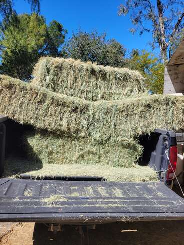 Ein Pickup ist mit mehreren Heuballen beladen, die hoch auf der Ladefläche gestapelt sind. Die Szene findet im Freien statt, mit blauem Himmel und Bäumen.