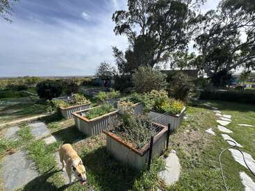 Un jardin ensoleillé et paisible, agrémenté de plusieurs parterres surélevés regorgeant de verdure et de fleurs. Un chien de couleur fauve se tient debout sur l'herbe, près d'allées pavées et de grands arbres.
