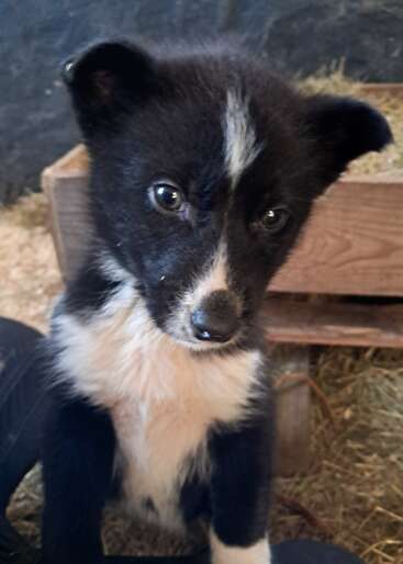 A imagem apresenta um filhote de cachorro preto e branco com olhos grandes, sentado em frente a uma caixa de madeira cheia de feno, em um fundo escuro.