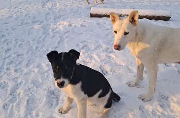 Two dogs, one black and white sitting, the other white and standing, are outdoors on a snowy ground with footprints. A bench and another dog are behind.