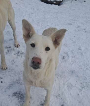 A white dog with large ears stands in the snow, looking up at the camera. Another dog's legs are partially visible on the left side.