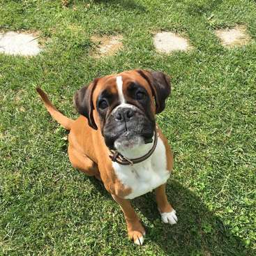 The image features a brown and white Boxer dog sitting on a grassy lawn, gazing up at the camera with its tail raised and a brown collar around its neck.