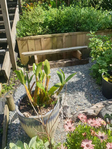 Eine ruhige Gartenszene mit einer Holzbank, üppigem Grün, einem Kiesweg, Topfpflanzen, blühenden rosa Gänseblümchen und Sonnenlicht, das sanfte, warme Schatten wirft.