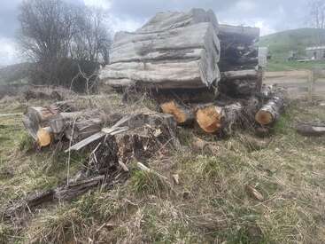 Large cut tree trunks are stacked on grassy ground. Surrounding area has dry grass, tree stumps, and branches. Background includes leafless trees, hills and a cloudy sky.