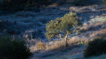 Ein einzelner Baum steht im Sonnenlicht inmitten von frostigem Gras und schattenhaftem Laub und schafft eine ruhige, frühmorgendliche Landschaft mit zarten Kontrasten von Licht und Textur.