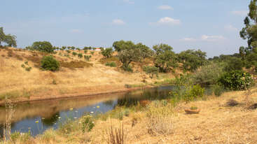 Eine ruhige, ländliche Landschaft zeigt einen ruhigen Fluss, der sich durch trockenes, goldenes Grasland schlängelt. Verstreute Bäume und Sträucher säumen die Szene unter einem klaren, blauen Himmel.