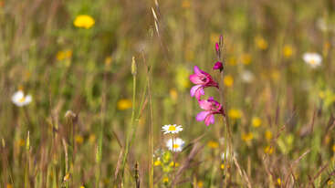 Eine lebendige Wildblumenwiese mit einer auffälligen rosafarbenen Blüte inmitten von hohen Gräsern, gesprenkelt mit gelben und weißen Blüten im sanften Sonnenlicht, die an Gelassenheit und natürliche Schönheit erinnern.