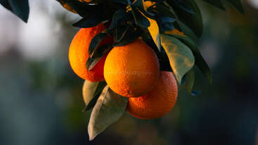 Quatro laranjas maduras pendem de um galho com folhas verde-escuras. A luz quente do sol destaca as frutas, criando uma atmosfera vibrante e fresca em um fundo desfocado.