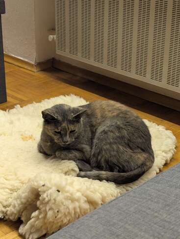 Un gato gris y marrón está tumbado acurrucado sobre una manta blanca y mullida, cerca de un radiador, disfrutando de un rincón acogedor y cálido en la habitación.