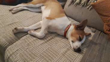 Ein kleiner braun-weißer Hund chillt total entspannt auf einem gemütlichen, strukturierten Sofa, den Kopf auf dem Kissen, und sieht dabei total relaxed und bequem aus.