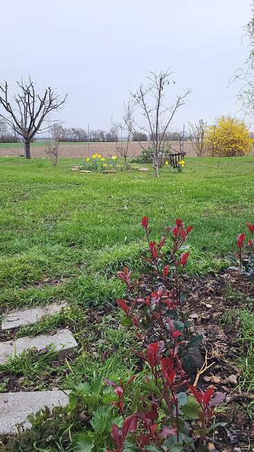 A peaceful garden scene with green grass, red-leaved plants, bare trees, yellow flowers, stepping stones, and a cloudy sky, creating a serene, springtime atmosphere.