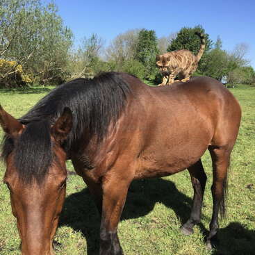 Um cavalo marrom está parado em um campo gramado enquanto um gato malhado caminha confiante em seu dorso. O céu está limpo e azul, com árvores ao redor.