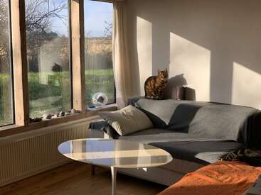 Ein gemütliches Wohnzimmer mit großen Fenstern und Blick ins Grüne. Eine Katze sitzt auf einer grau bezogenen Couch, das Sonnenlicht fällt herein und wirft geometrische Schatten an die Wand.