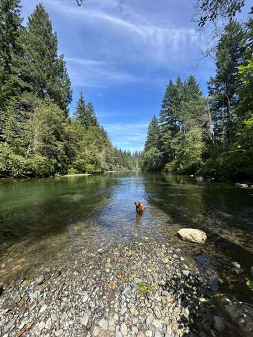 A clear river flows gently through a forest of tall evergreen trees. A brown dog stands in the shallow water under a bright, blue sky.