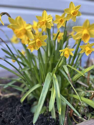 Un racimo de narcisos de un amarillo intenso florece sobre la tierra oscura, con largas hojas verdes, sobre un fondo azul claro, evocando un ambiente primaveral y fresco.