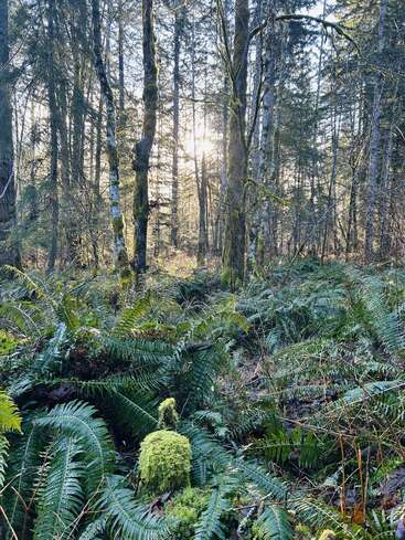 La luz del sol se cuela entre los altos árboles cubiertos de musgo de un bosque tranquilo. Exuberantes helechos y una espesa vegetación cubren el suelo del bosque, creando un paisaje boscoso apacible y lleno de vida.