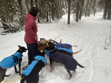 Une personne vêtue d'une veste rouge se tient dans une forêt enneigée, entourée de cinq chiens portant des manteaux bleus, et interagit affectueusement avec eux lors d'une promenade hivernale.