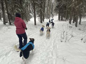 Une personne vêtue d'une veste rouge mène un attelage de chiens de traîneau sur un sentier forestier enneigé, au milieu de grands arbres et d'une neige fraîche et blanche.
