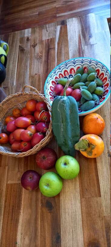 Une table en bois présente un panier de tamarillos, un bol avec des feijoas et des radis, deux kakis, des pommes et un grand concombre vert.