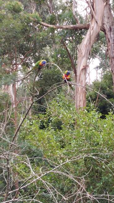 Dois papagaios coloridos estão empoleirados em galhos finos e curvos, em meio a uma folhagem verdejante e árvores altas e texturizadas, num cenário sereno de floresta natural. O clima é tranquilo.