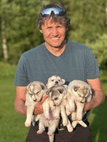 Un hombre sonriente con camiseta azul a rayas y gafas de sol sostiene en brazos a cuatro adorables y esponjosos cachorros de husky, de pie al aire libre en un día soleado.