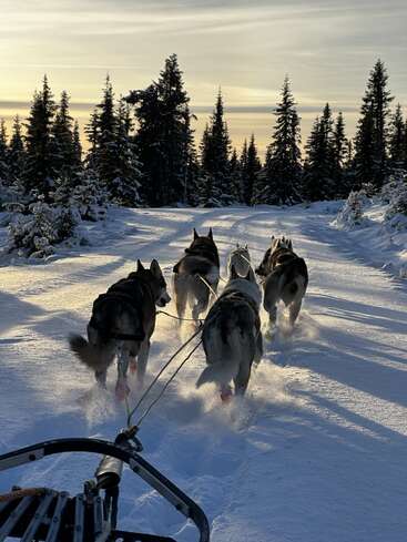 Un attelage de six huskies tire un traîneau dans une forêt enneigée et ensoleillée. Les grands pins projettent de longues ombres sur le sol blanc et poudreux.