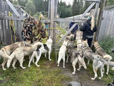 Un groupe de huskies attend impatiemment près d'une clôture avec des harnais suspendus à proximité, tandis que deux personnes se tiennent de l'autre côté dans un chenil en plein air.